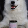 SamoyedkoweLove - obrazek 3
