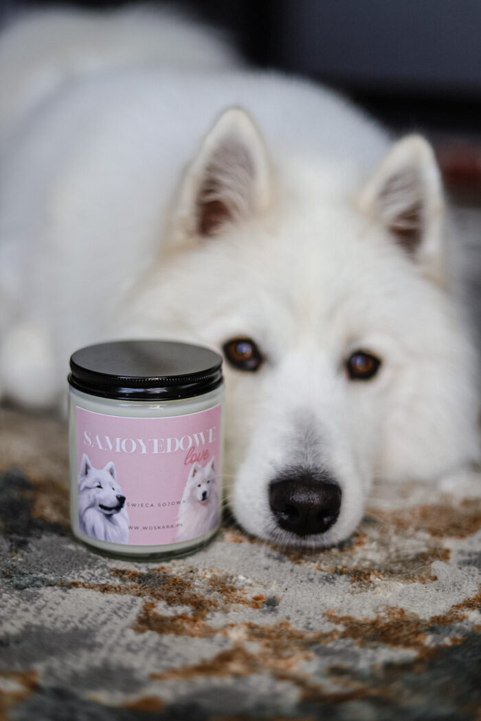 SamoyedkoweLove - obrazek 2