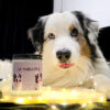 AussikoweLove - obrazek 2
