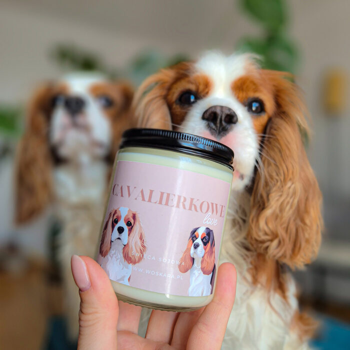 CavalierkoweLove