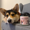 CorgusioweLove - obrazek 2