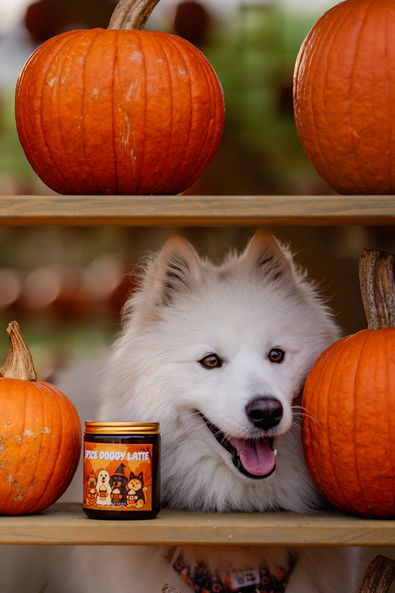 Świeca Sojowa SPICE DOGGY LATTE - obrazek 3